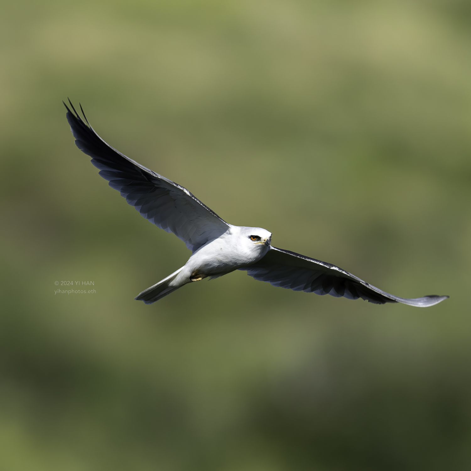 white-tailed_kite_in_the_air_5