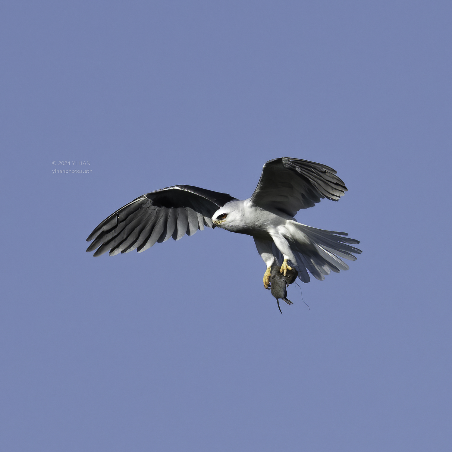white-tailed_kite_in_the_air_6