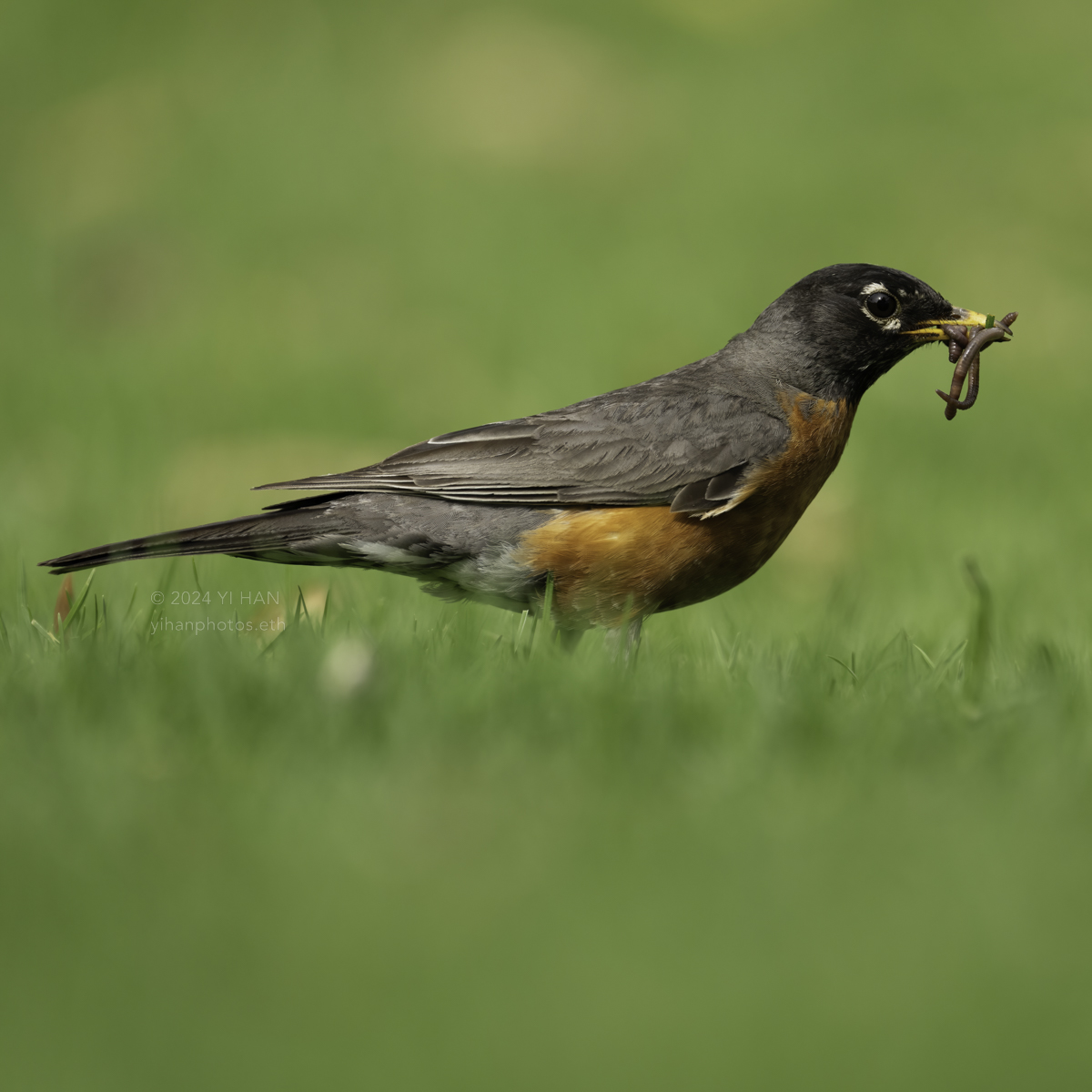 american-robin-male-2