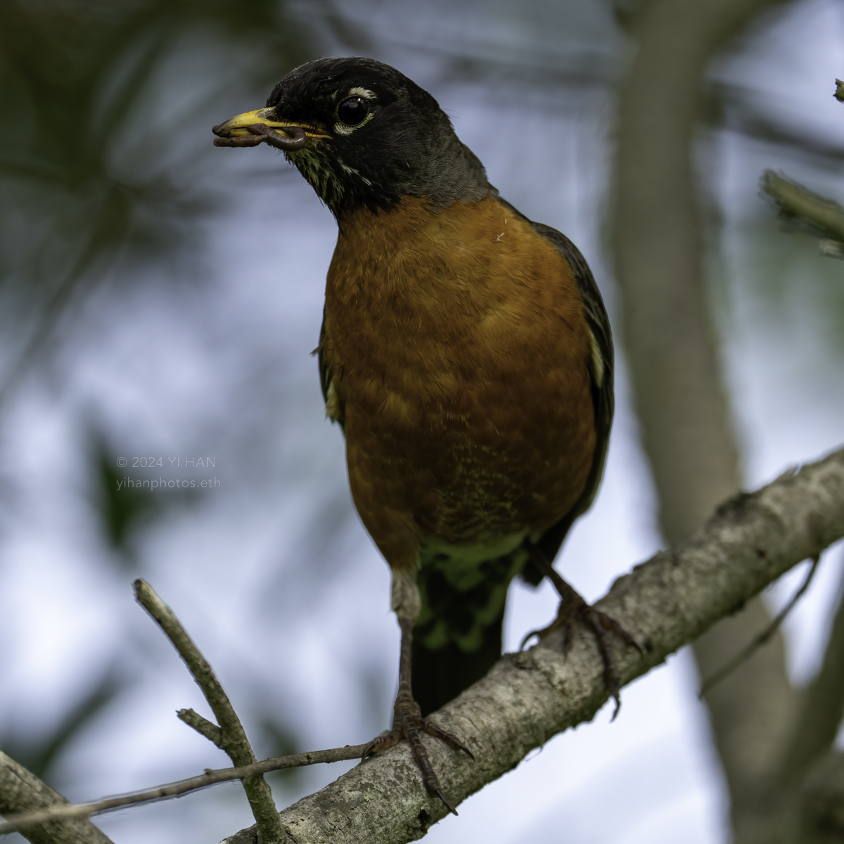 american-robin-male-4