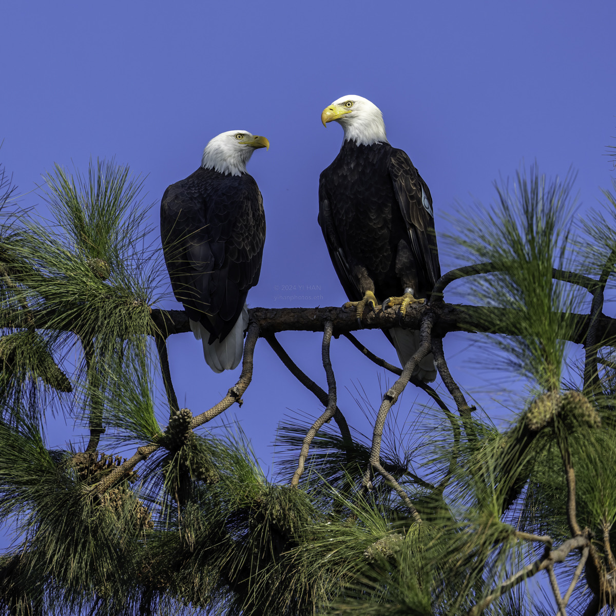 bald-eagle-couple