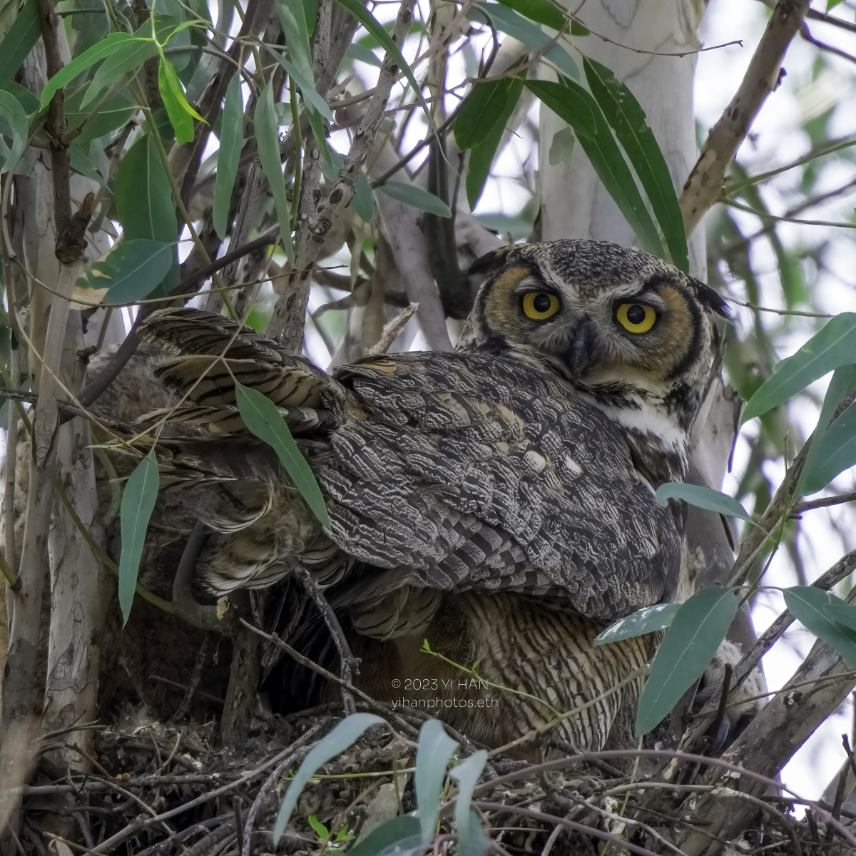 great_horned-owl